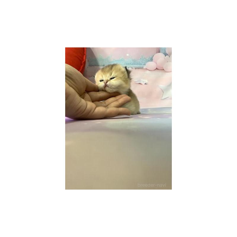 販売中の大阪府のブリティッシュショートヘア-132376の3枚目