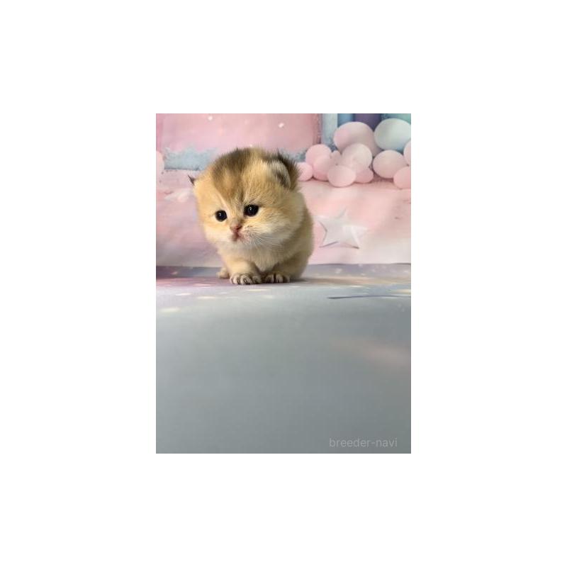 販売中の大阪府のブリティッシュショートヘア-132377の5枚目