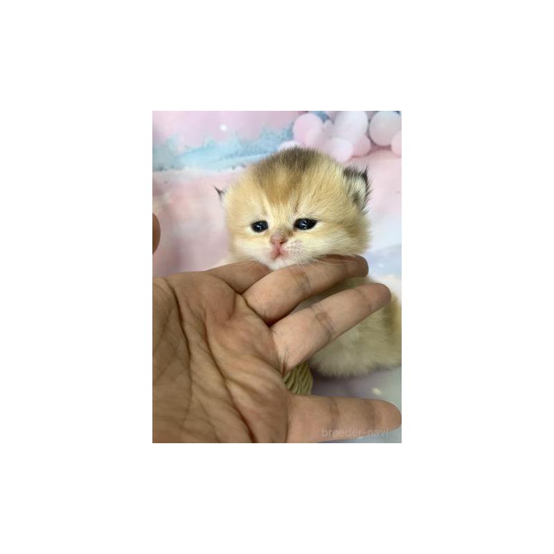 販売中の大阪府のブリティッシュショートヘア-132377の6枚目