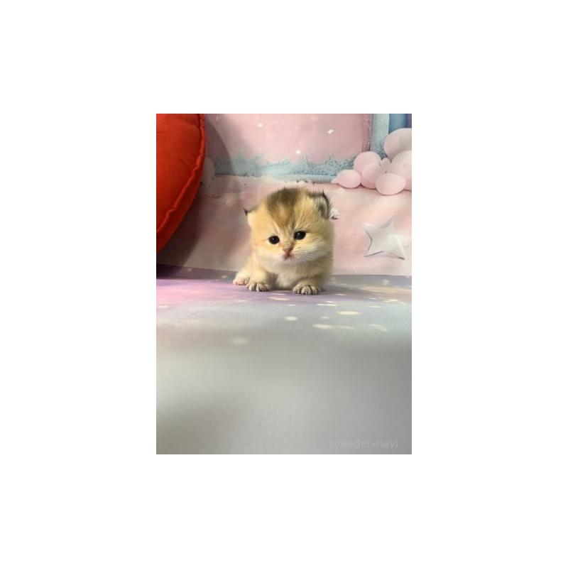 販売中の大阪府のブリティッシュショートヘア-132377の2枚目