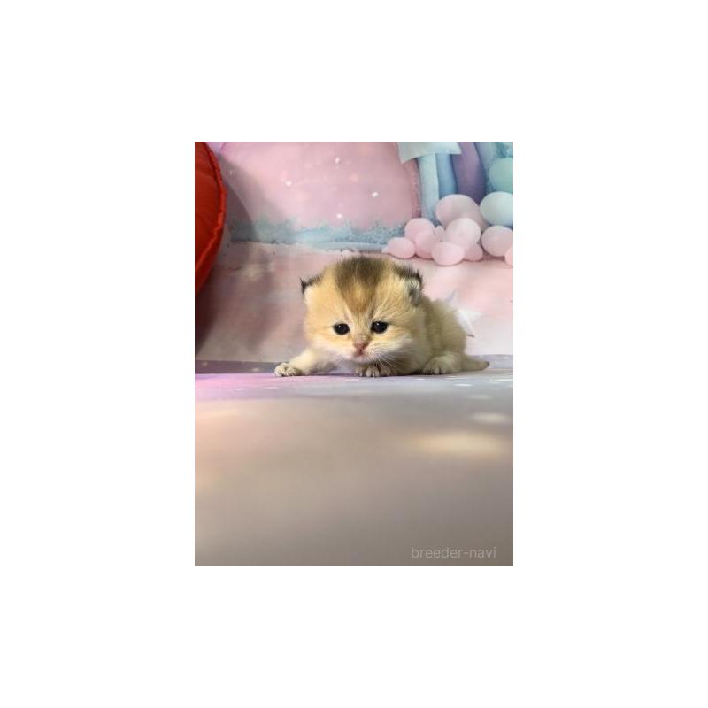 販売中の大阪府のブリティッシュショートヘア-132377の3枚目