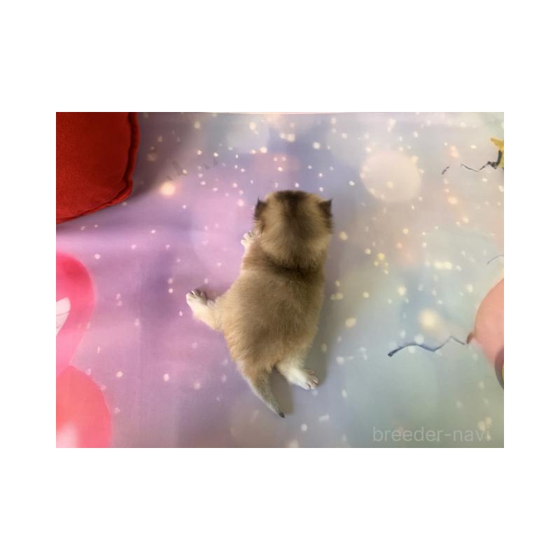 販売中の大阪府のブリティッシュショートヘア-132377の4枚目