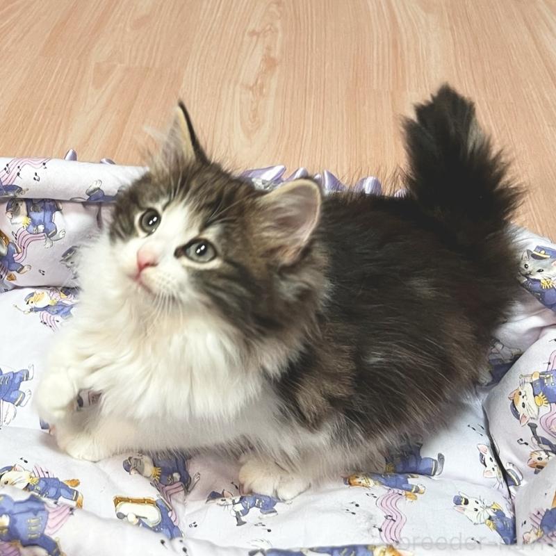 販売中の愛知県のノルウェージャンフォレストキャット-132378の5枚目