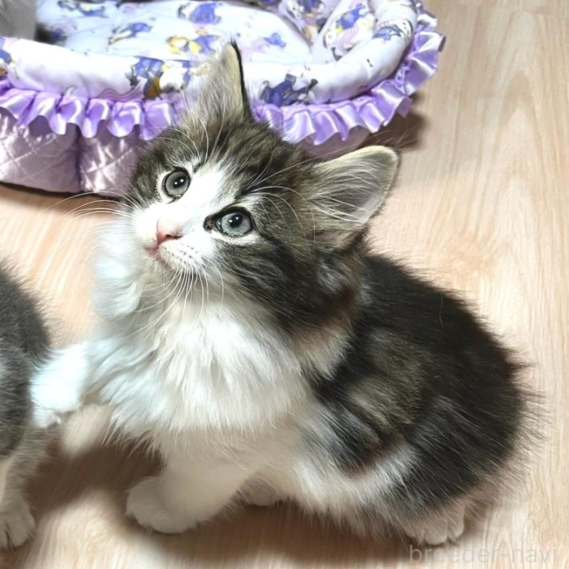 販売中の愛知県のノルウェージャンフォレストキャット-132378の2枚目