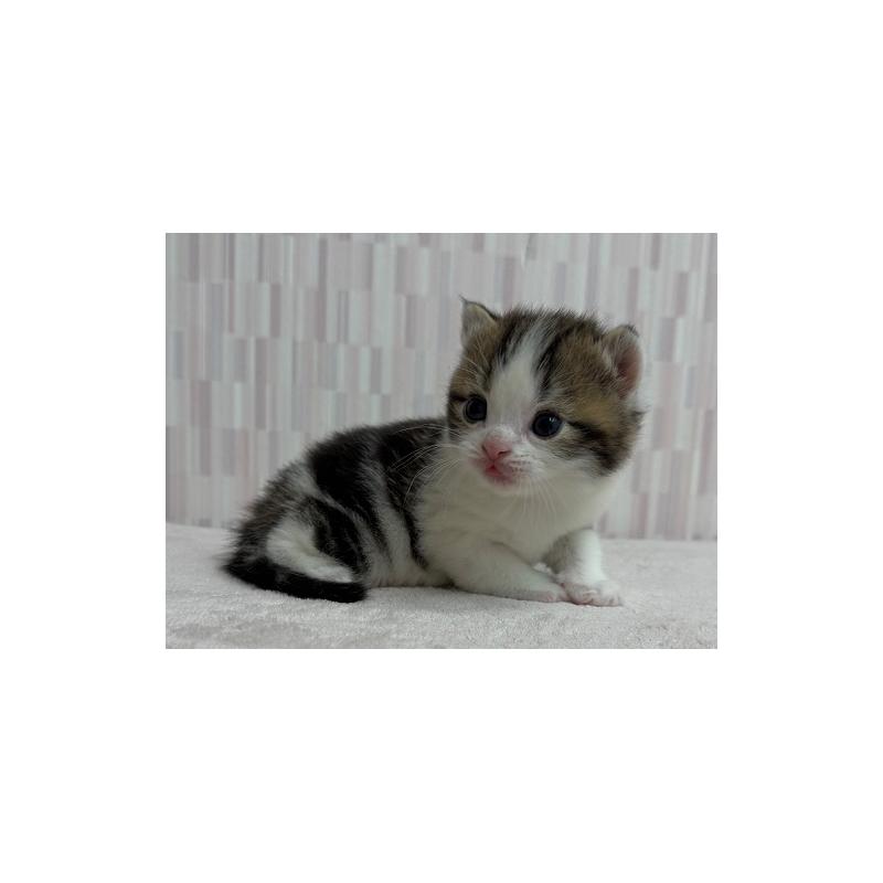 商談中の千葉県のマンチカン-132379の3枚目