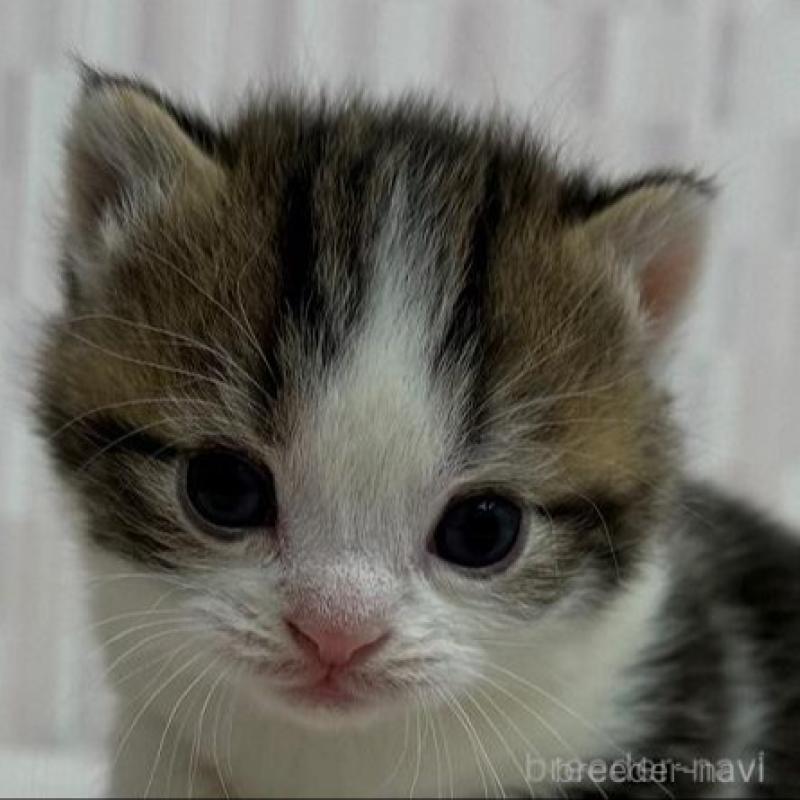 商談中の千葉県のマンチカン-132379の1枚目