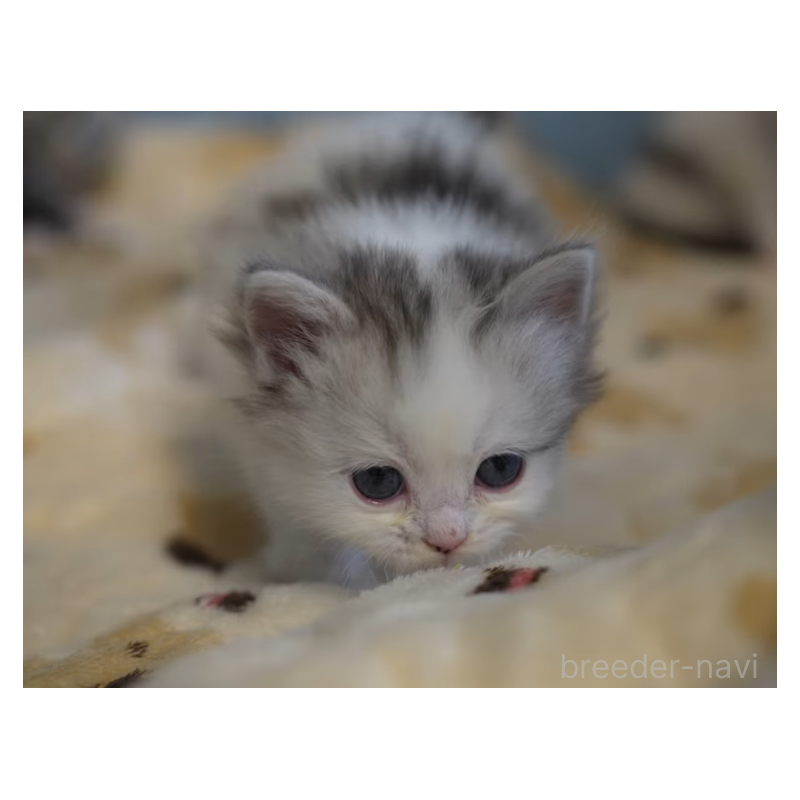 販売中の大阪府のサイベリアン-132380の5枚目