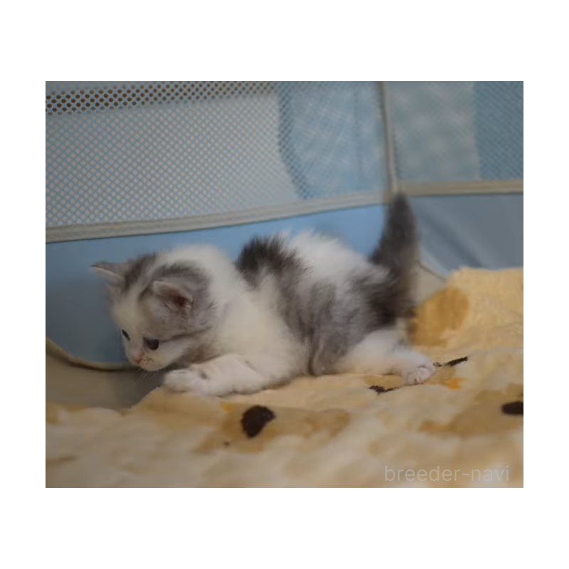 販売中の大阪府のサイベリアン-132380の4枚目