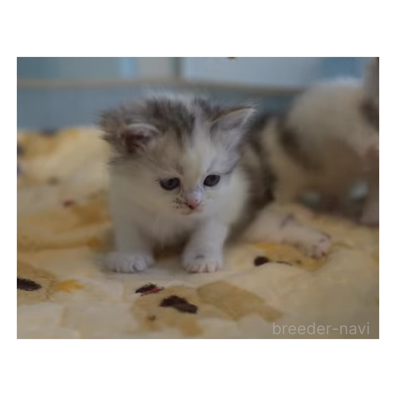 販売中の大阪府のサイベリアン-132380の3枚目