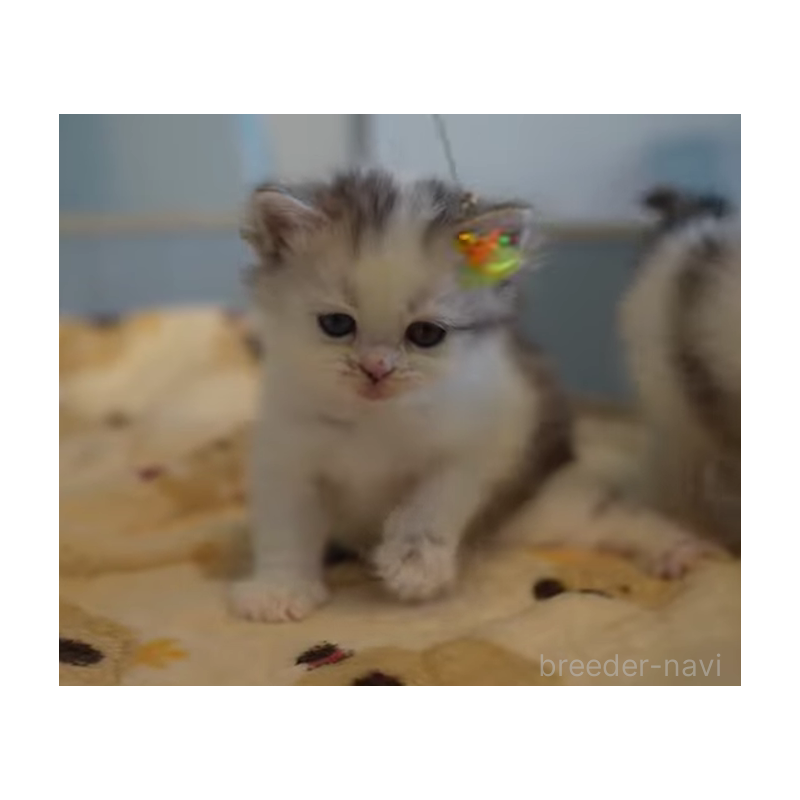 販売中の大阪府のサイベリアン-132380の2枚目