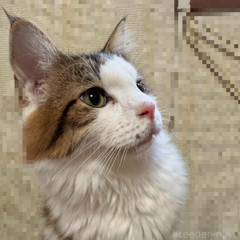 販売中の埼玉県のノルウェージャンフォレストキャット-132225