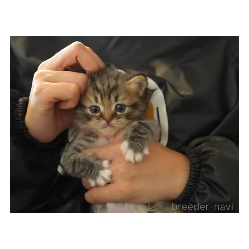 販売中の大阪府のサイベリアン-132381の4枚目