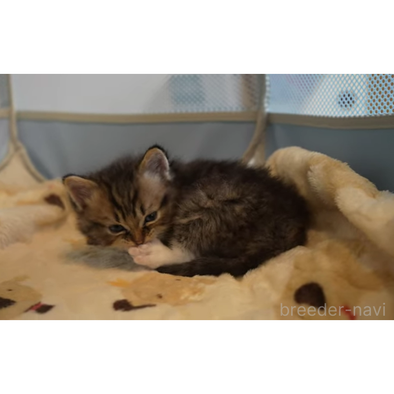 販売中の大阪府のサイベリアン-132381の2枚目