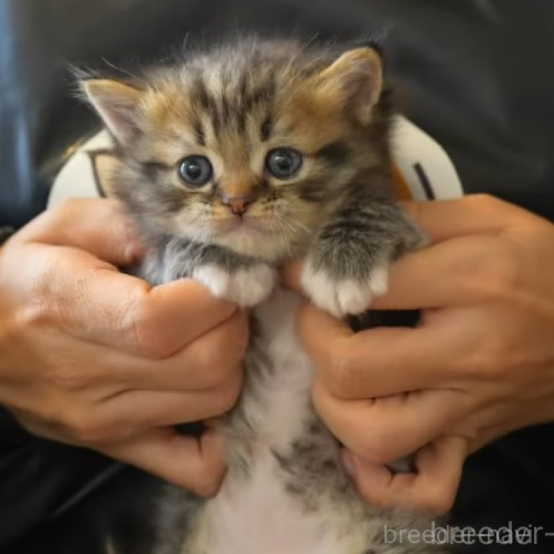 販売中の大阪府のサイベリアン-132381の1枚目