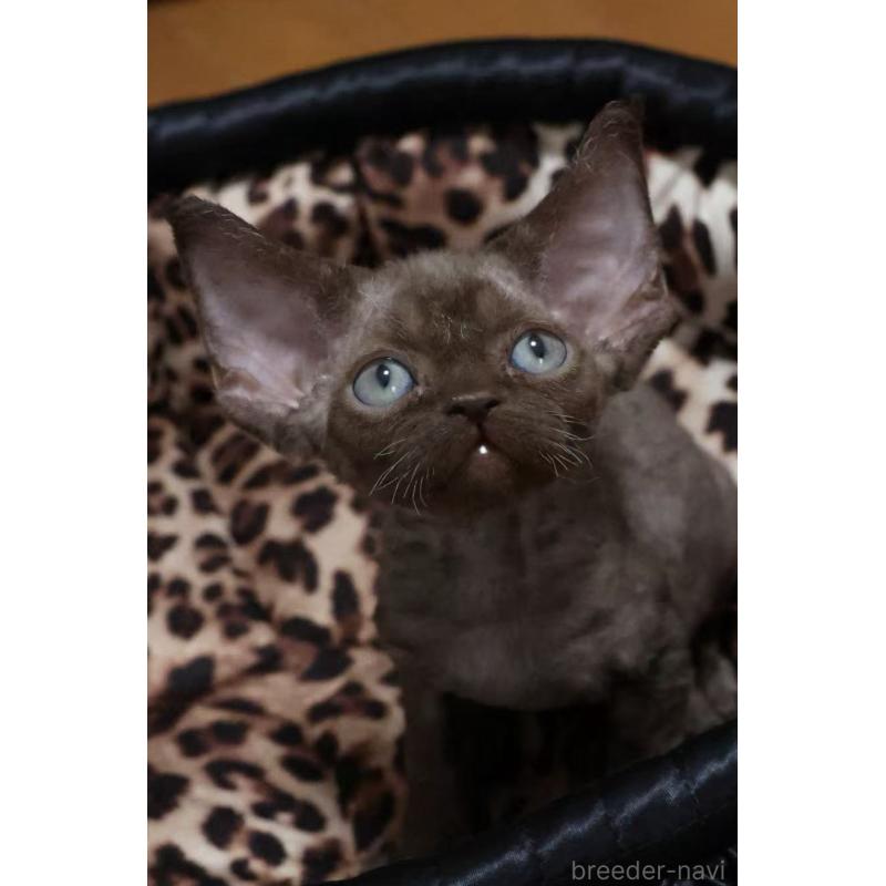 販売中の東京都のデボンレックス-132382の5枚目