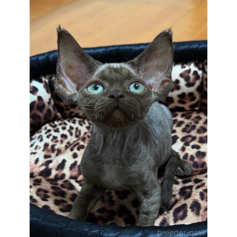 販売中の東京都のデボンレックス-132382の4枚目