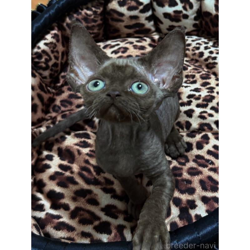 販売中の東京都のデボンレックス-132382の3枚目