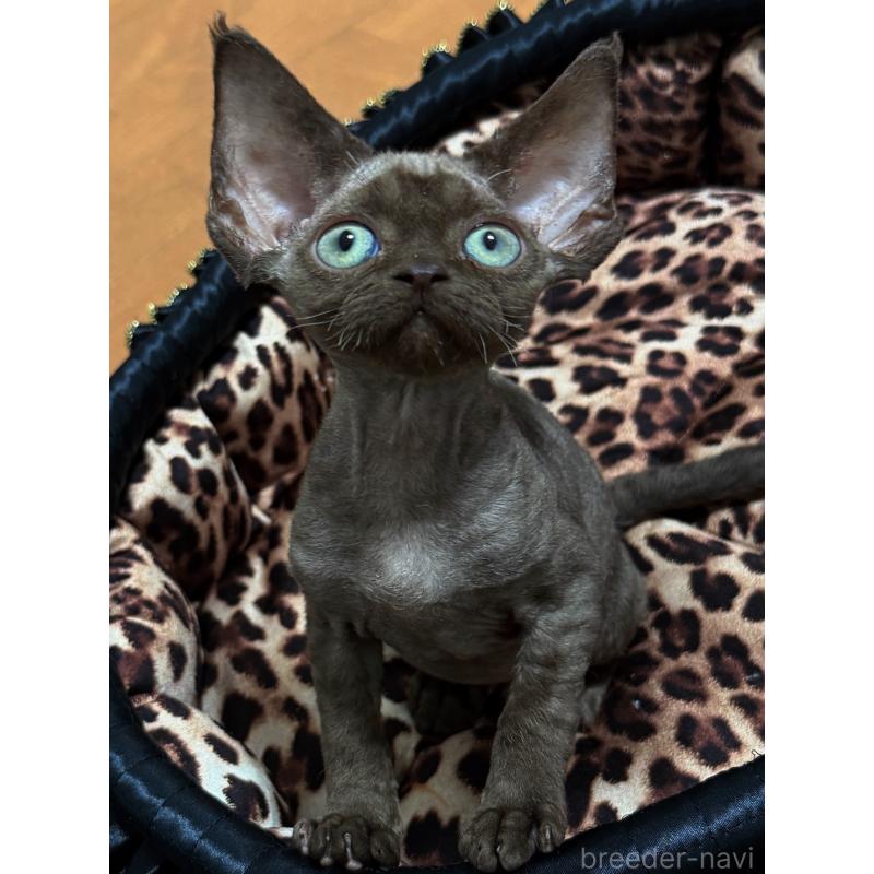 販売中の東京都のデボンレックス-132382の2枚目