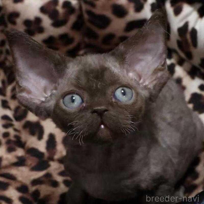 販売中の東京都のデボンレックス-132382