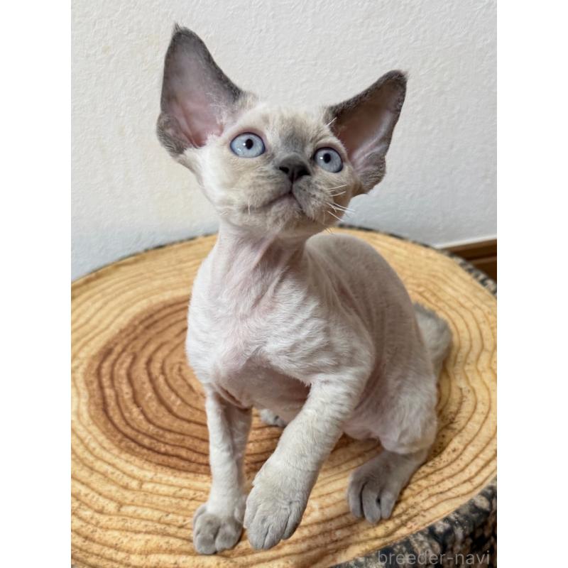 販売中の東京都のデボンレックス-132383の6枚目