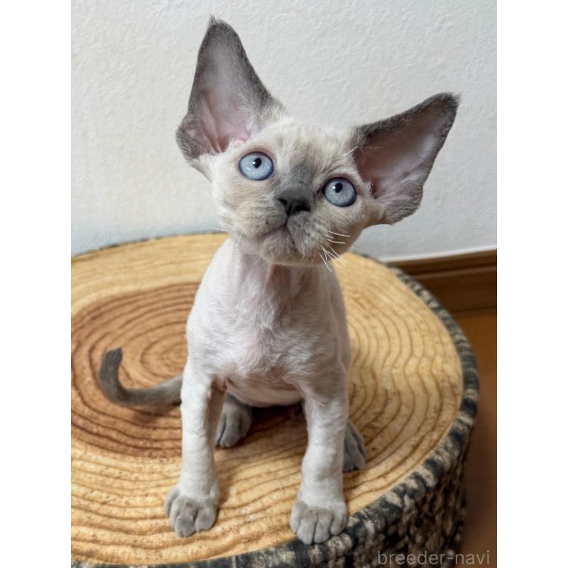 販売中の東京都のデボンレックス-132383の5枚目