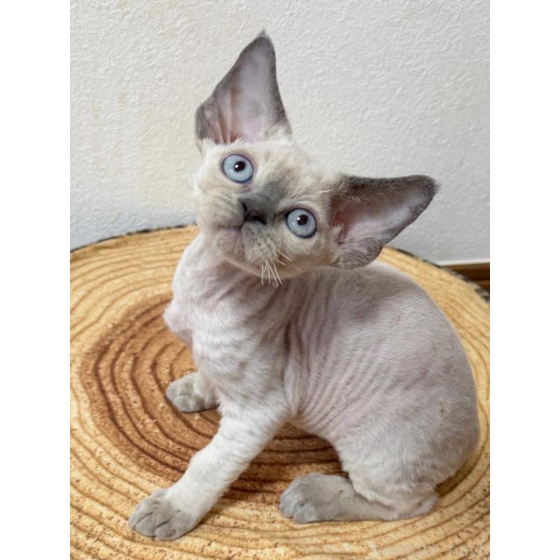 販売中の東京都のデボンレックス-132383の4枚目