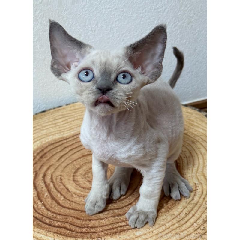 販売中の東京都のデボンレックス-132383の3枚目