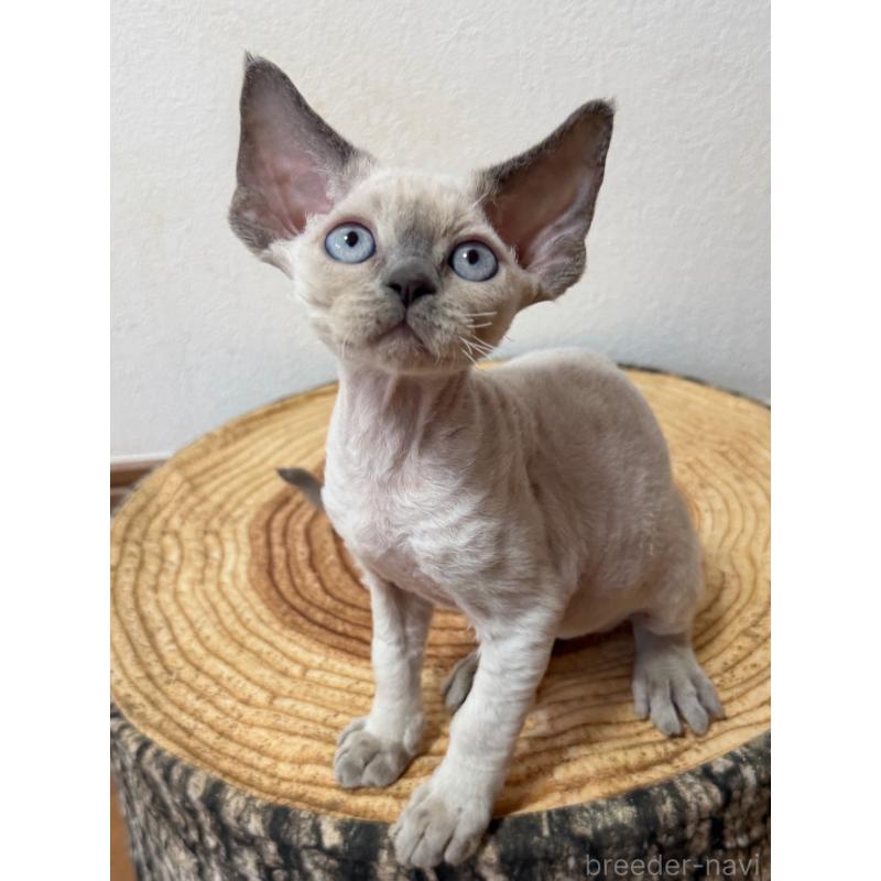 販売中の東京都のデボンレックス-132383の2枚目