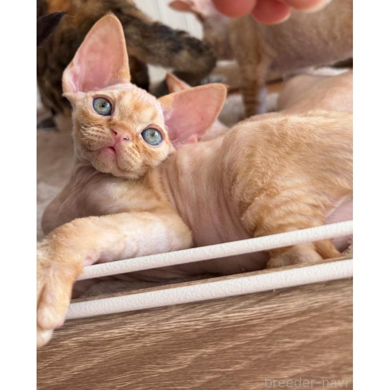 販売中の東京都のデボンレックス-132384の5枚目