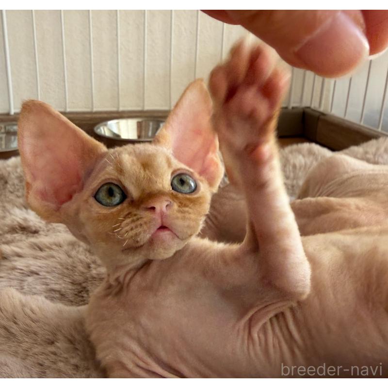 販売中の東京都のデボンレックス-132384の4枚目