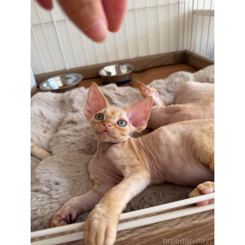 販売中の東京都のデボンレックス-132384の3枚目