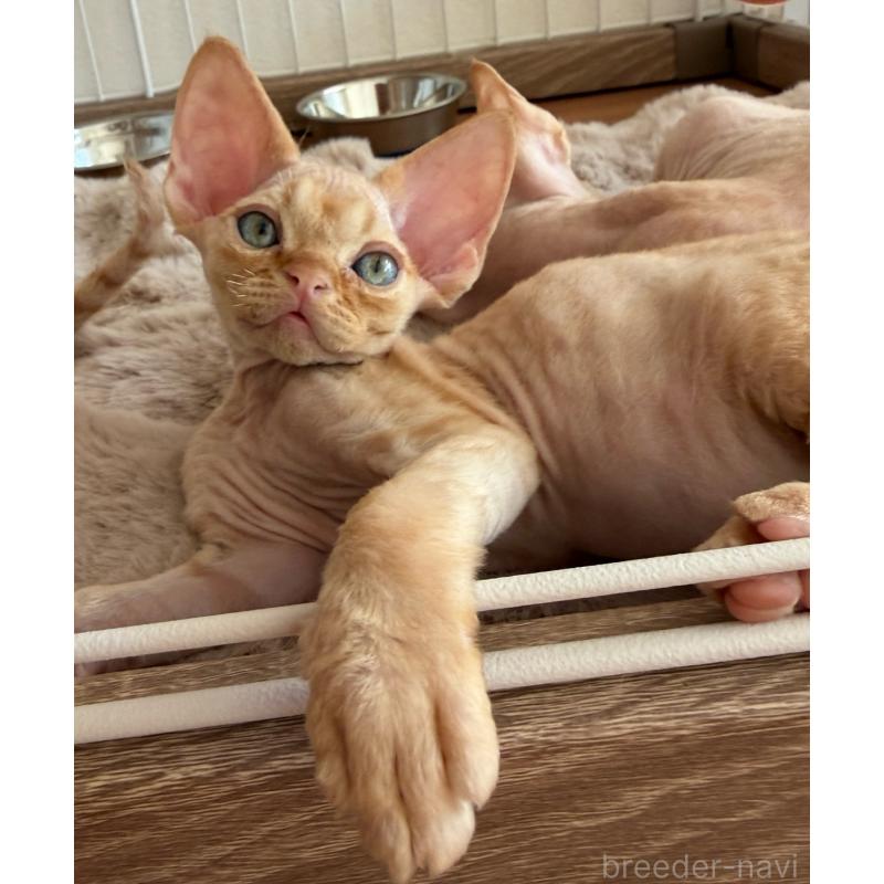 販売中の東京都のデボンレックス-132384の2枚目