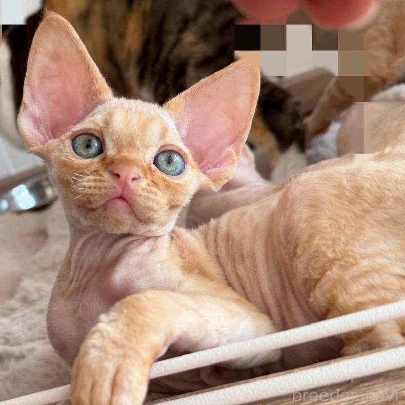 販売中の東京都のデボンレックス-132384