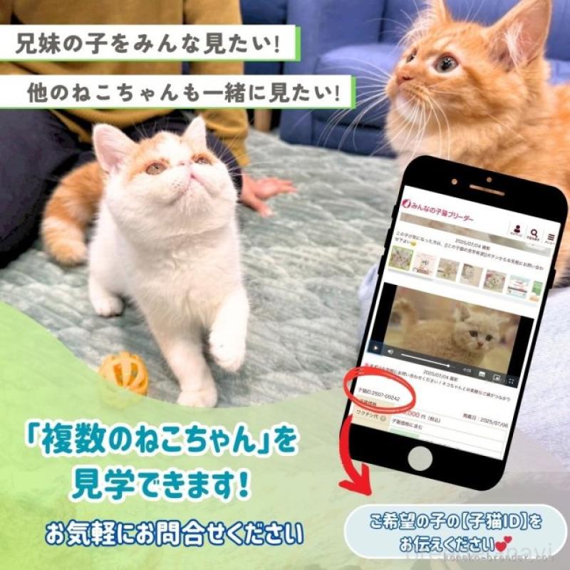 販売中の埼玉県のマンチカン-132587の19枚目