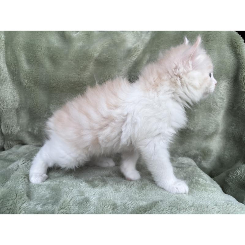 販売中の東京都のアメリカンカール-132385の5枚目