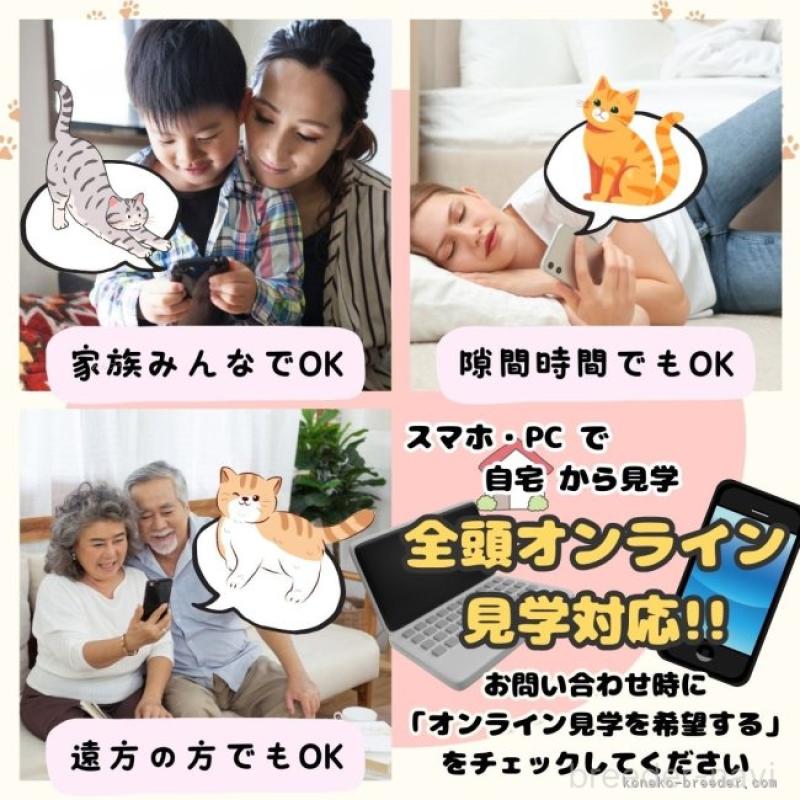 販売中の埼玉県のマンチカン-132584の17枚目