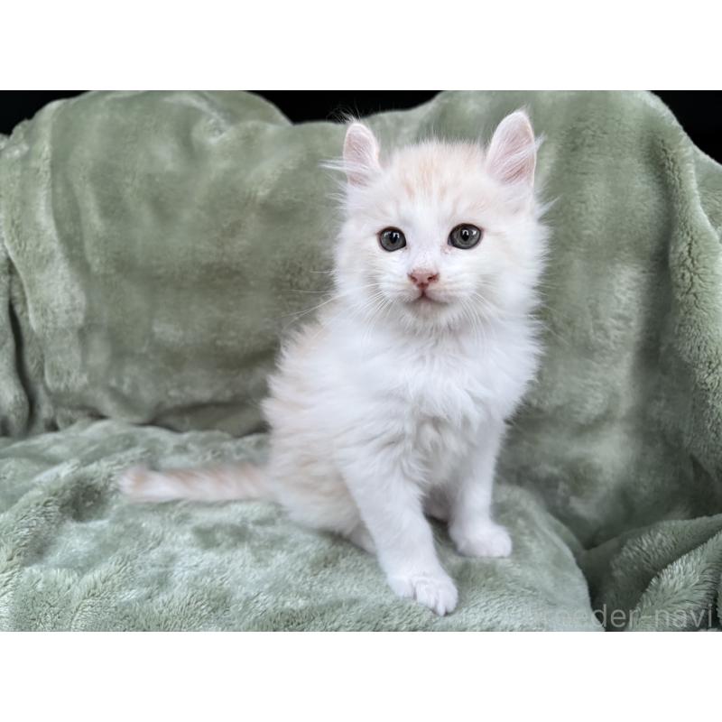 販売中の東京都のアメリカンカール-132385の4枚目