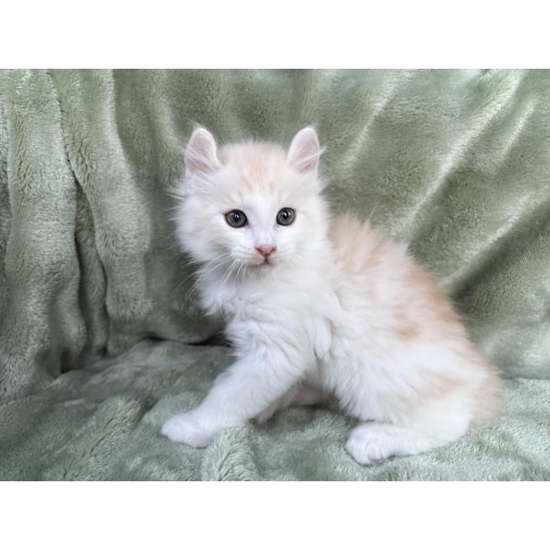 販売中の東京都のアメリカンカール-132385の3枚目