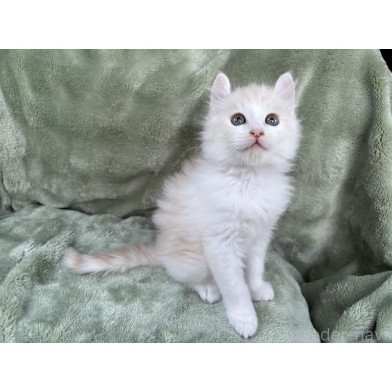 販売中の東京都のアメリカンカール-132385の2枚目