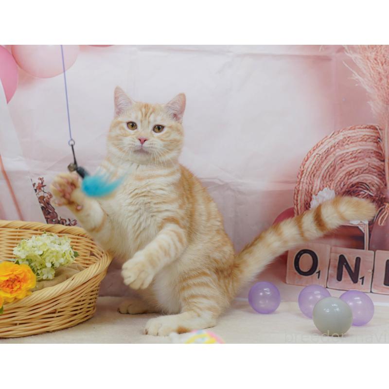 販売中の千葉県のマンチカン-132595の9枚目