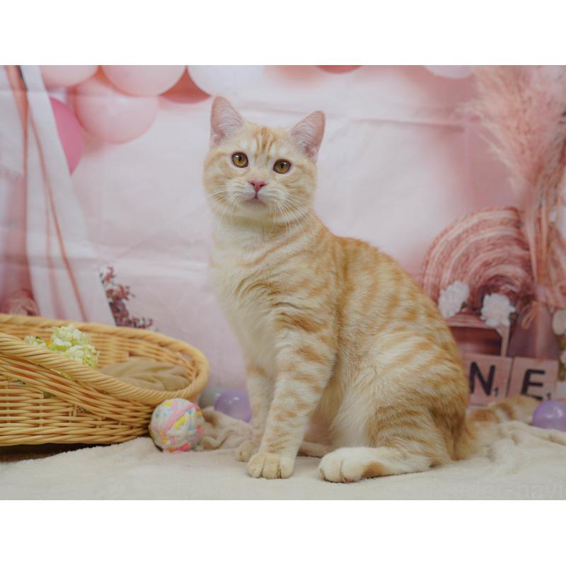 販売中の千葉県のマンチカン-132595