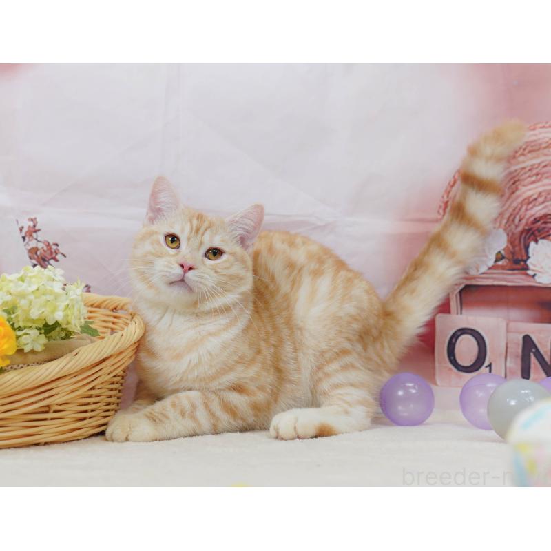 販売中の千葉県のマンチカン-132595の8枚目