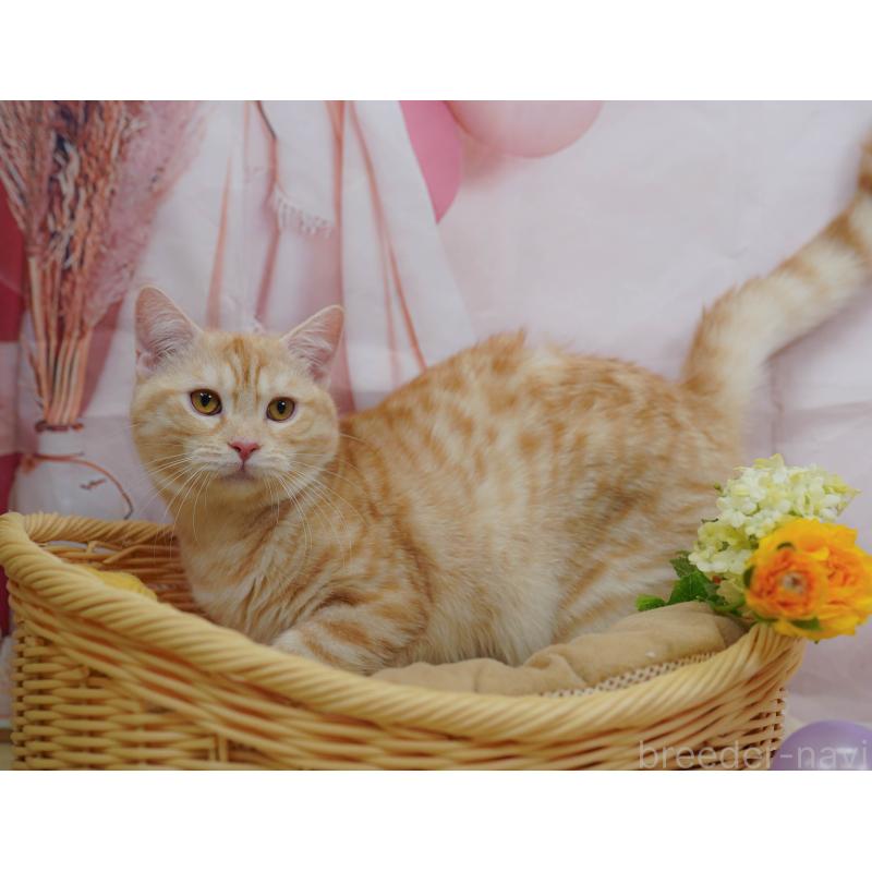 販売中の千葉県のマンチカン-132595の7枚目