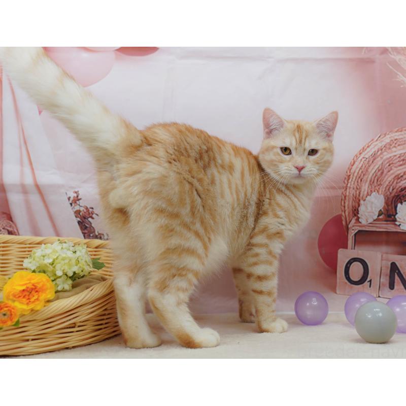 販売中の千葉県のマンチカン-132595の6枚目