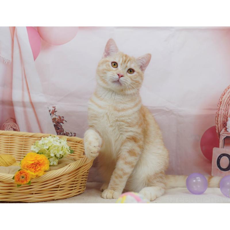 販売中の千葉県のマンチカン-132595の5枚目