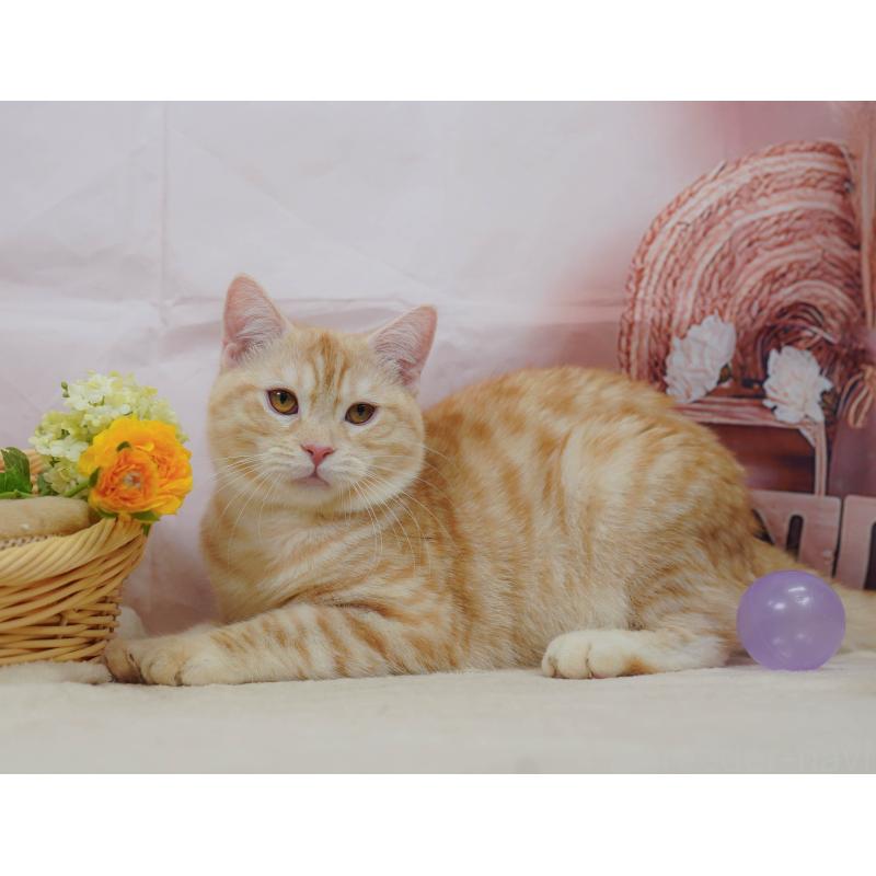 販売中の千葉県のマンチカン-132595の4枚目