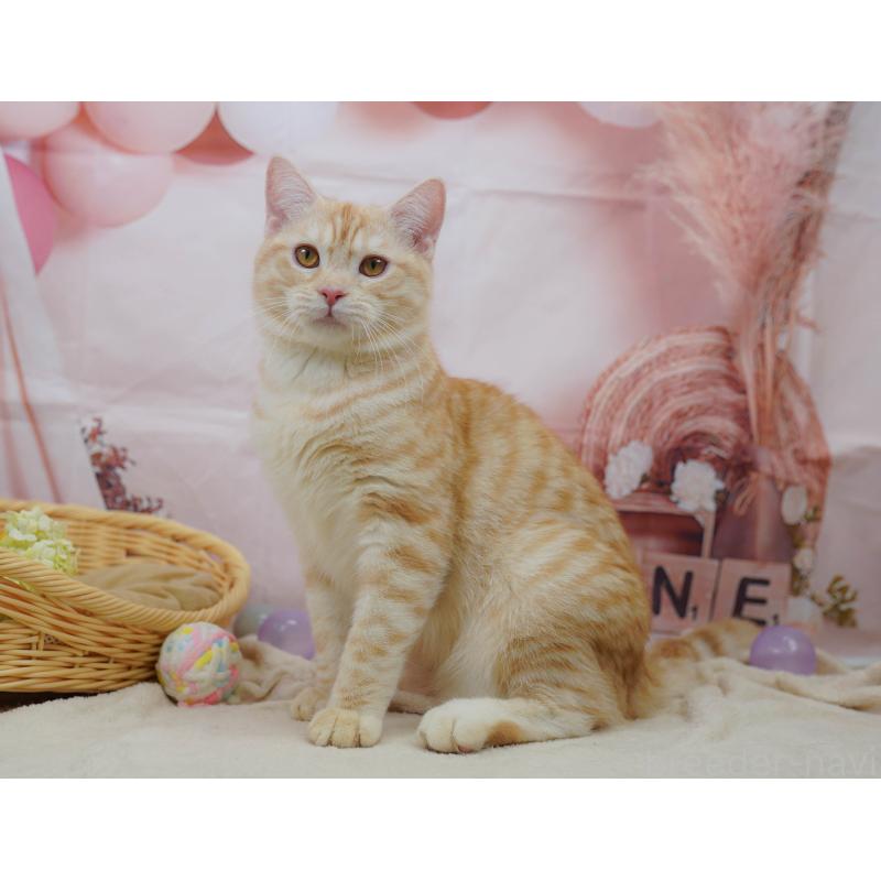 販売中の千葉県のマンチカン-132595の3枚目