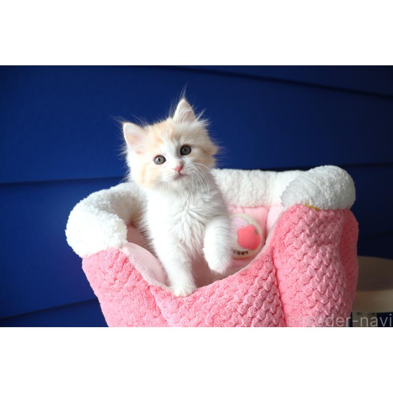 販売中の大阪府のマンチカン-130837