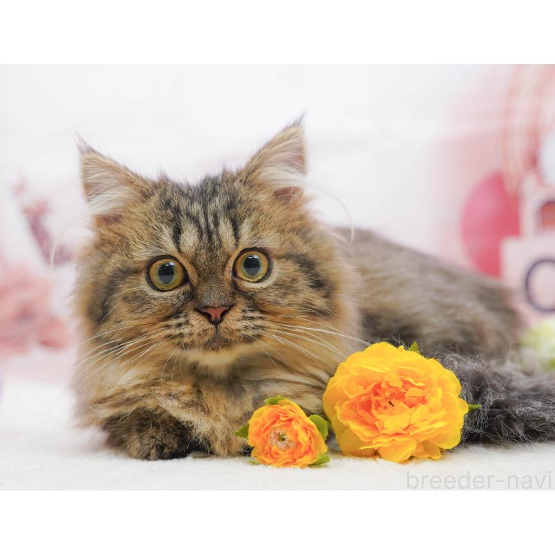 販売中の千葉県のミヌエット-132593