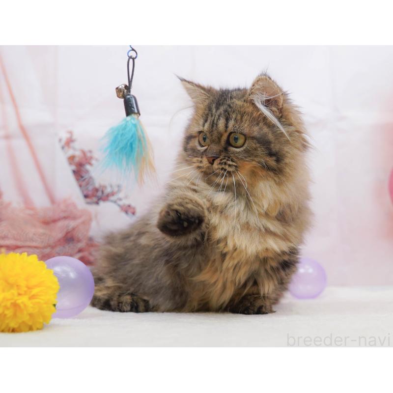 販売中の千葉県のミヌエット-132593の10枚目